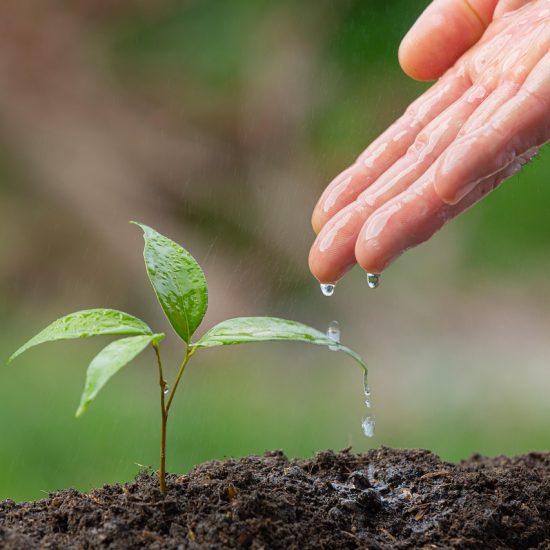 gardening-7247509_1280